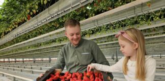 Startuje sezon na polskie truskawki szklarniowe