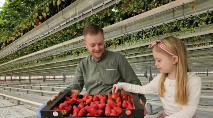 Startuje sezon na polskie truskawki szklarniowe