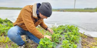 Czas na zdjęcie agrowłókniny. Jakie zabiegi wykonać na plantacjach truskawek?