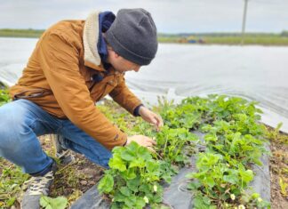 Czas na zdjęcie agrowłókniny. Jakie zabiegi wykonać na plantacjach truskawek?