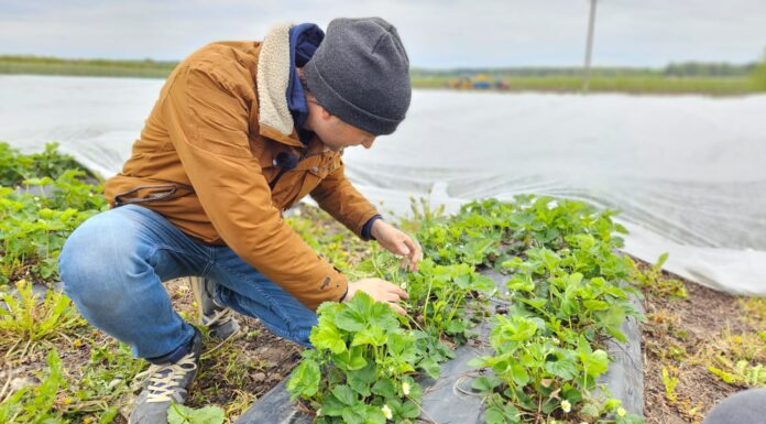 Czas na zdjęcie agrowłókniny. Jakie zabiegi wykonać na plantacjach truskawek?