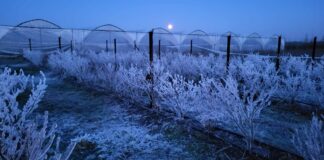 W kwietniu wrócą duże mrozy – wiemy kiedy i gdzie. Plantacje zagrożone!