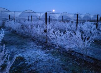 Po przymrozkach 2024. W których regionach i w jakich uprawach są największe straty?