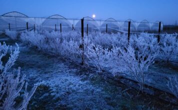 W kwietniu wrócą duże mrozy – wiemy kiedy i gdzie. Plantacje zagrożone!