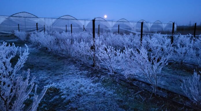 W kwietniu wrócą duże mrozy – wiemy kiedy i gdzie. Plantacje zagrożone!