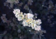 Borówki po przymrozkach 2024. Do 70% strat w niektórych regionach!