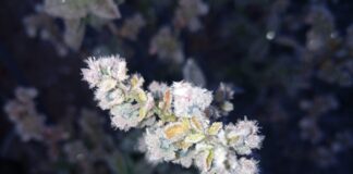 Borówki po przymrozkach 2024. Do 70% strat w niektórych regionach!