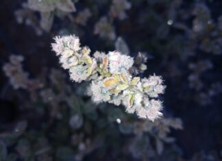 Borówki po przymrozkach 2024. Do 70% strat w niektórych regionach!