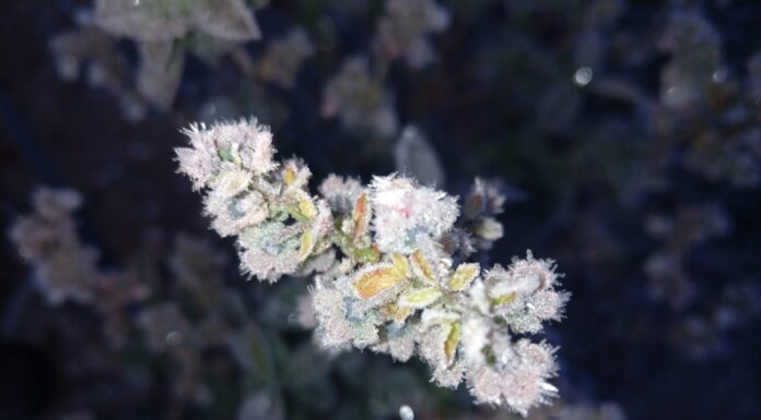 Borówki po przymrozkach 2024. Do 70% strat w niektórych regionach!