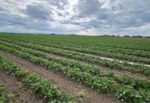 Kiedy będą pierwsze truskawki z gruntu w sezonie 2024?