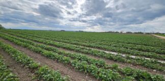 Kiedy będą pierwsze truskawki z gruntu w sezonie 2024?