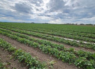 Kiedy będą pierwsze truskawki z gruntu w sezonie 2024?