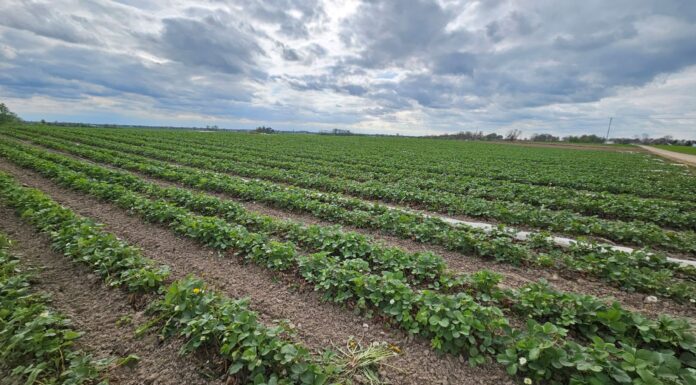 Kiedy będą pierwsze truskawki z gruntu w sezonie 2024?