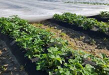 Plantacje truskawek po zdjęciu agrowłókniny. Ważne zabiegi!