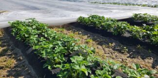 Plantacje truskawek po zdjęciu agrowłókniny. Ważne zabiegi!