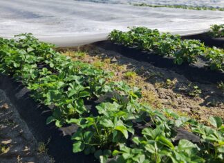 Plantacje truskawek po zdjęciu agrowłókniny. Ważne zabiegi!