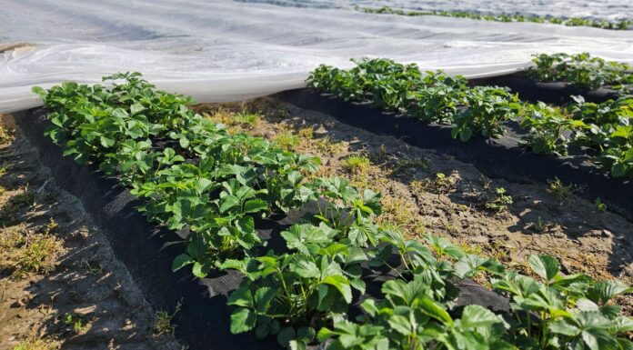 Plantacje truskawek po zdjęciu agrowłókniny. Ważne zabiegi!