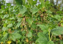 Już wiadomo. Porzeczek będzie mniej w 2024 roku!