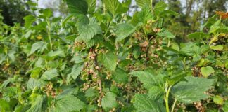 Już wiadomo. Porzeczek będzie mniej w 2024 roku!