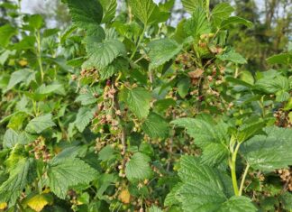 Już wiadomo. Porzeczek będzie mniej w 2024 roku!