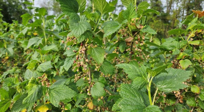 Już wiadomo. Porzeczek będzie mniej w 2024 roku!