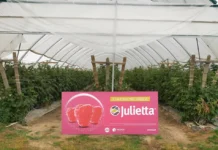 Julietta – słodkie imię, ale bez litości dla szarej pleśni