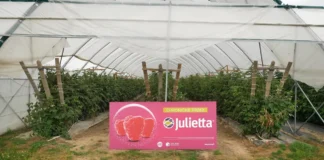 Julietta – słodkie imię, ale bez litości dla szarej pleśni