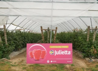 Julietta – słodkie imię, ale bez litości dla szarej pleśni