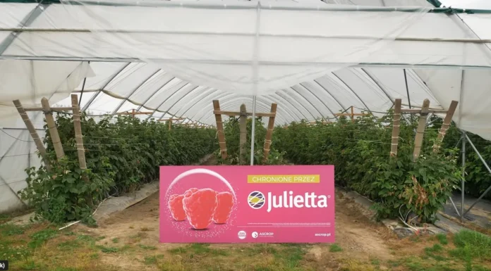 Julietta – słodkie imię, ale bez litości dla szarej pleśni