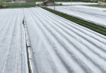 Agrowłókniny uratowały plantacje truskawek