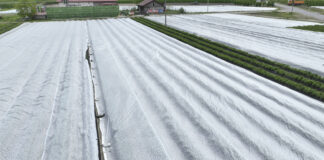Agrowłókniny uratowały plantacje truskawek