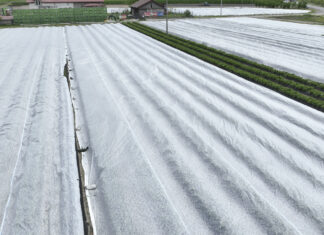 Agrowłókniny uratowały plantacje truskawek