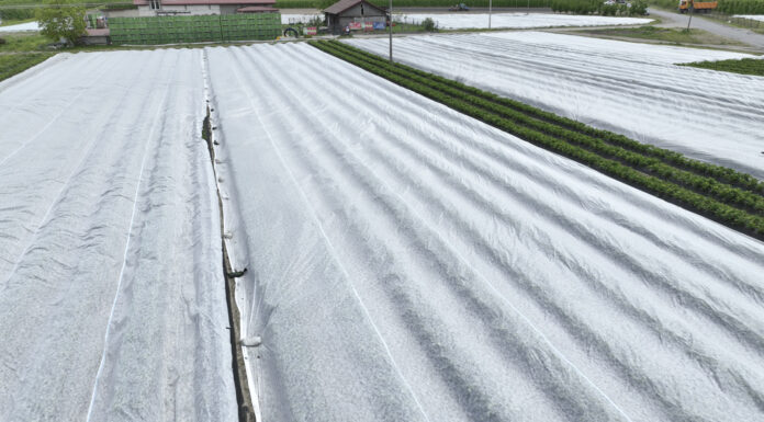 Agrowłókniny uratowały plantacje truskawek