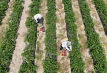 „Goraco” na rynku truskawek 27 maja. Ceny, podaż i rokowania