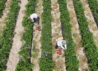 „Goraco” na rynku truskawek 27 maja. Ceny, podaż i rokowania