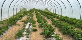 Jakość sadzonek truskawek daleka od oczekiwań