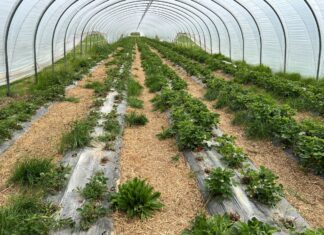 Jakość sadzonek truskawek daleka od oczekiwań