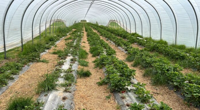 Jakość sadzonek truskawek daleka od oczekiwań