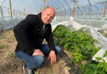 Niwelowanie stresu i lepsze odżywienie malin