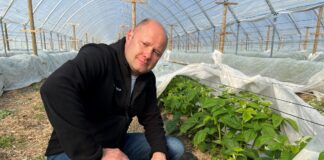 Niwelowanie stresu i lepsze odżywienie malin