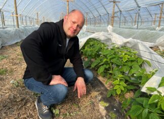 Niwelowanie stresu i lepsze odżywienie malin