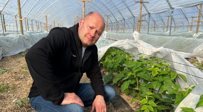 Niwelowanie stresu i lepsze odżywienie malin