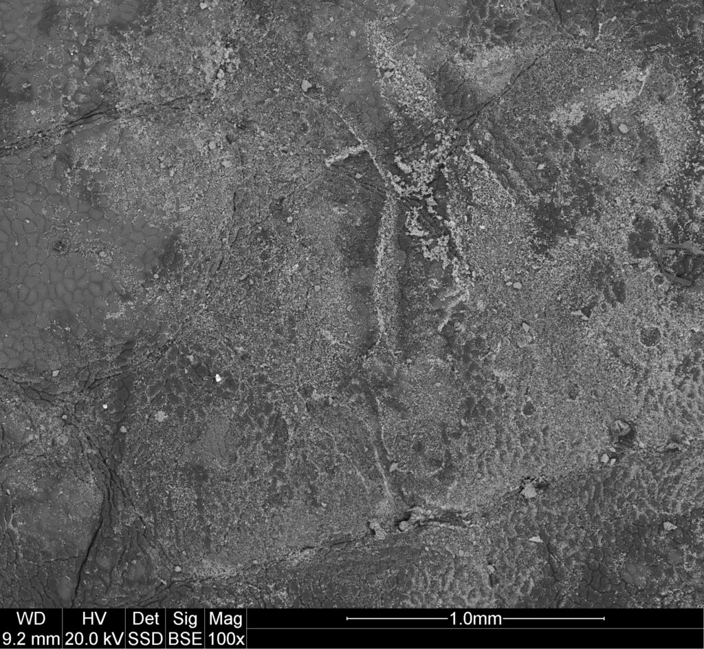 Fot. 5. Zdjęcie kontrolne – liść truskawki spod mikroskopu elektronowego (powiększenie 1mm)