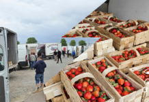 Podaż, popyt i ceny truskawek na giełdzie w Goławinie (10.05.2024)