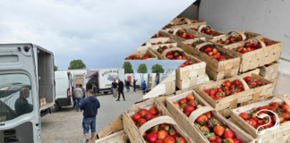 Podaż, popyt i ceny truskawek na giełdzie w Goławinie (10.05.2024)