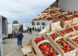 Podaż, popyt i ceny truskawek na giełdzie w Goławinie (10.05.2024)