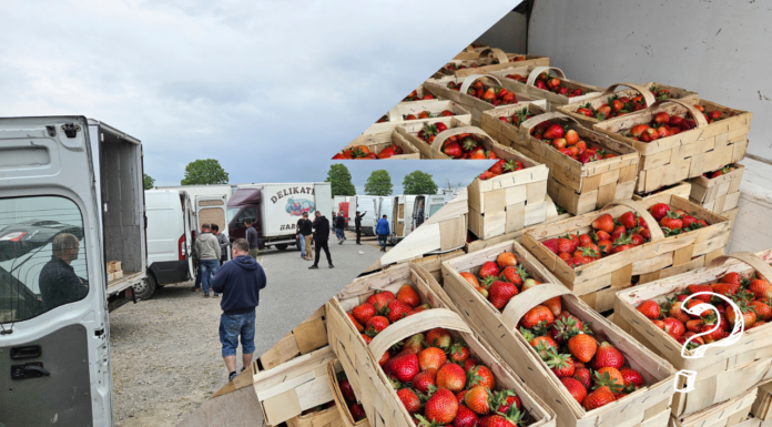 Podaż, popyt i ceny truskawek na giełdzie w Goławinie (10.05.2024)