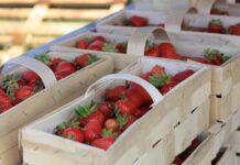 Sytuacja na rynku truskawek 20 maja. Ceny, podaż i rokowania