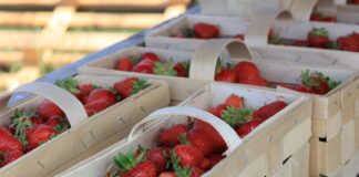Sytuacja na rynku truskawek 20 maja. Ceny, podaż i rokowania