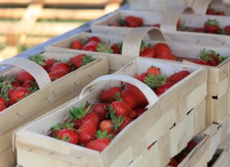 Sytuacja na rynku truskawek 20 maja. Ceny, podaż i rokowania
